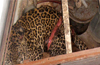 Injured leopard takes shelter in hotel godown
